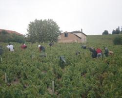 Les vendanges de Fleurie, Chiroubles et Moulin à Vent